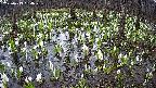 mizubasho2-20250413064029.jpg