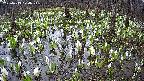 mizubasho2-20250413070027.jpg