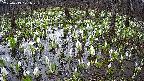 mizubasho2-20250413071028.jpg