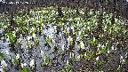 mizubasho2-20250413072030.jpg