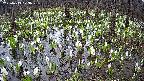 mizubasho2-20250413073029.jpg