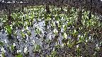 mizubasho2-20250413074029.jpg