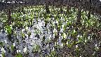 mizubasho2-20250413075029.jpg