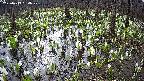mizubasho2-20250413080030.jpg