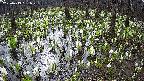 mizubasho2-20250413081028.jpg