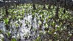 mizubasho2-20250413082028.jpg