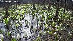 mizubasho2-20250413083028.jpg
