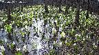 mizubasho2-20250413084031.jpg