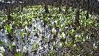 mizubasho2-20250413085028.jpg