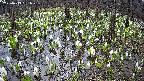 mizubasho2-20250413091028.jpg