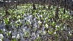 mizubasho2-20250413092029.jpg