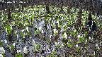 mizubasho2-20250413093030.jpg