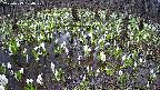 mizubasho2-20250413100030.jpg
