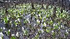 mizubasho2-20250413101030.jpg