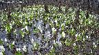 mizubasho2-20250413103028.jpg