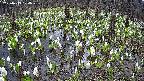 mizubasho2-20250413104030.jpg