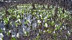 mizubasho2-20250413105030.jpg