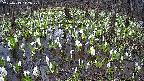 mizubasho2-20250413112031.jpg