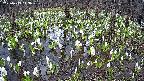 mizubasho2-20250413113031.jpg