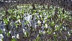 mizubasho2-20250413114031.jpg