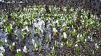 mizubasho2-20250413120029.jpg