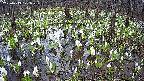 mizubasho2-20250413121031.jpg