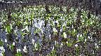 mizubasho2-20250413122029.jpg