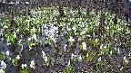 mizubasho2-20250413123029.jpg
