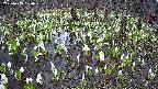 mizubasho2-20250413124030.jpg