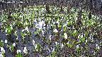mizubasho2-20250413125028.jpg