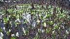 mizubasho2-20250413130031.jpg