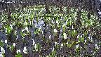 mizubasho2-20250413131027.jpg