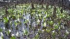 mizubasho2-20250413132028.jpg