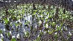 mizubasho2-20250413133030.jpg