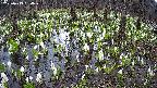 mizubasho2-20250413134031.jpg