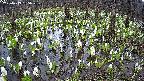 mizubasho2-20250413135029.jpg