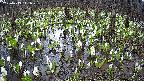 mizubasho2-20250413141037.jpg