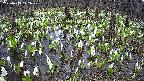 mizubasho2-20250413142030.jpg