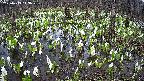 mizubasho2-20250413143031.jpg
