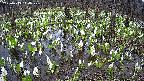 mizubasho2-20250413144029.jpg