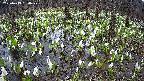 mizubasho2-20250413150029.jpg