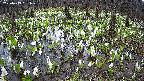 mizubasho2-20250413151030.jpg