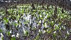 mizubasho2-20250413152030.jpg