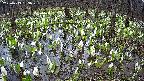 mizubasho2-20250413153029.jpg