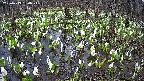 mizubasho2-20250413154027.jpg