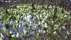 mizubasho2-20250413155029.jpg