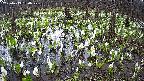 mizubasho2-20250413160029.jpg