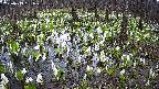 mizubasho2-20250413161028.jpg