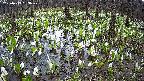 mizubasho2-20250413163030.jpg