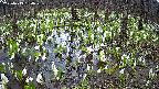 mizubasho2-20250413164029.jpg